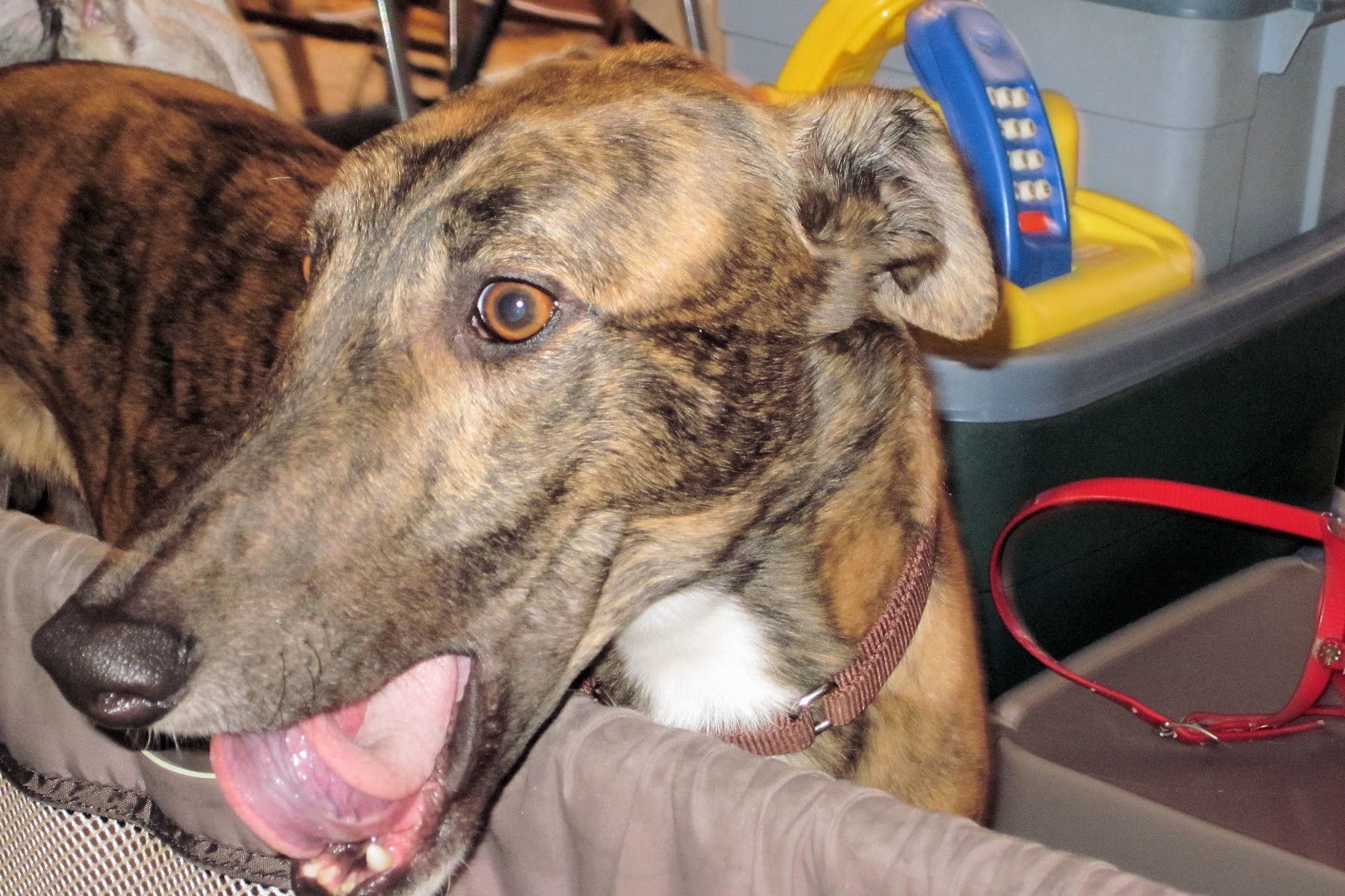 Northern Lights Greyhound Adoption Dog Blog Foster Feature Chita