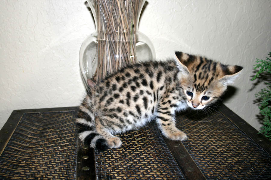 Cheetah Cat For Sale Uk Cheetah Cat For Sale Uk