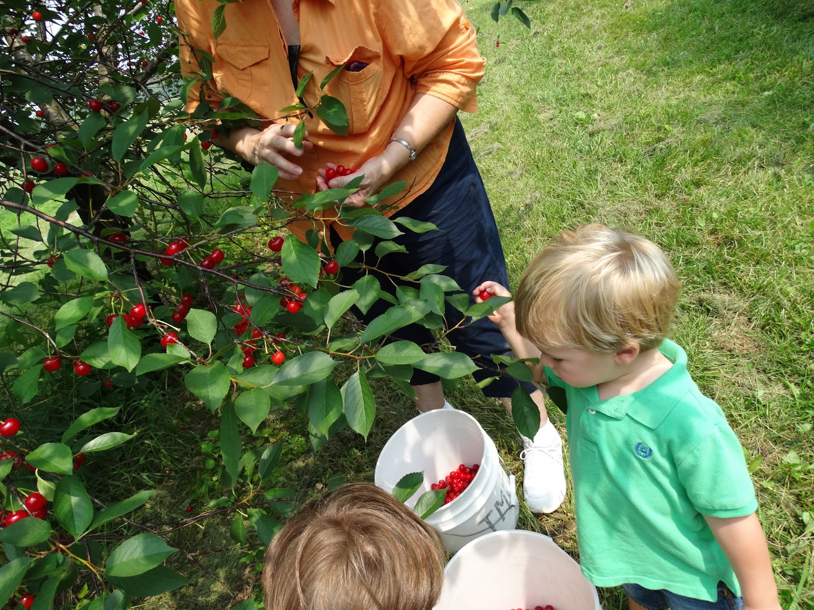 2304 Miles Pregnancy Craving Cherries! (Treemendous Fruit Farms in MI)