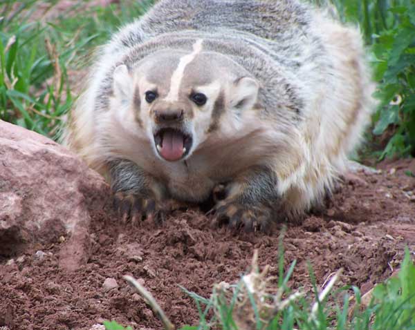 badger_pic.jpg