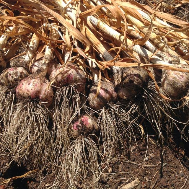 The Messy Gardener Time to Harvest the Garlic