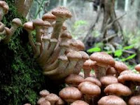 Honey Mushrooms (Jamur Madu)