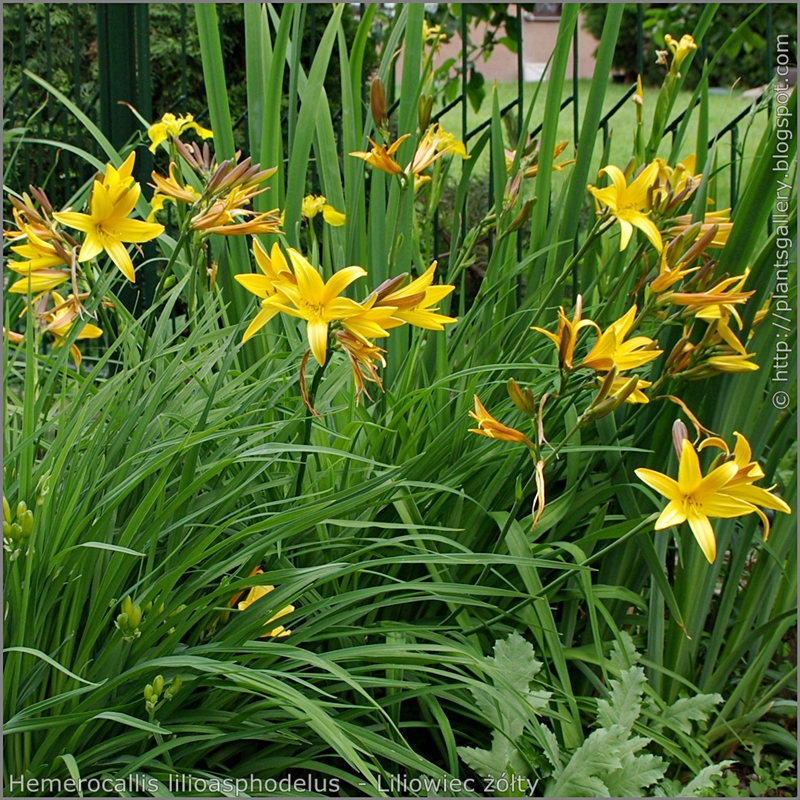 Hemerocallis lilioasphodelus syn. Hemerocallis flava habit - Liliowiec żółty pokrój