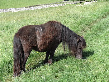 A friend on the way to Kirky-Stephen