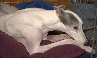 Blue greyhound recovering from anesthesia