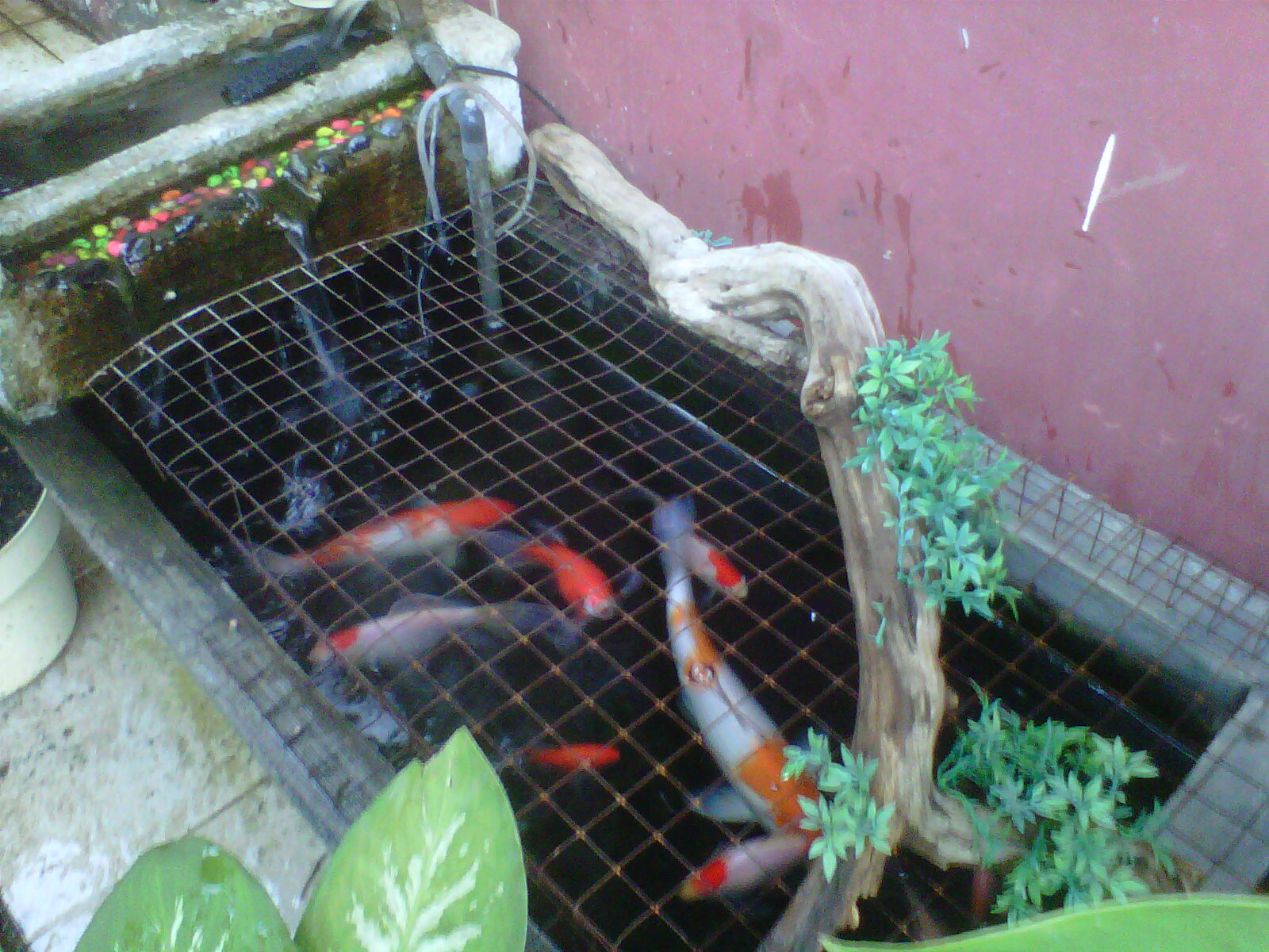 The Buldani: Membuat Kolam Ikan