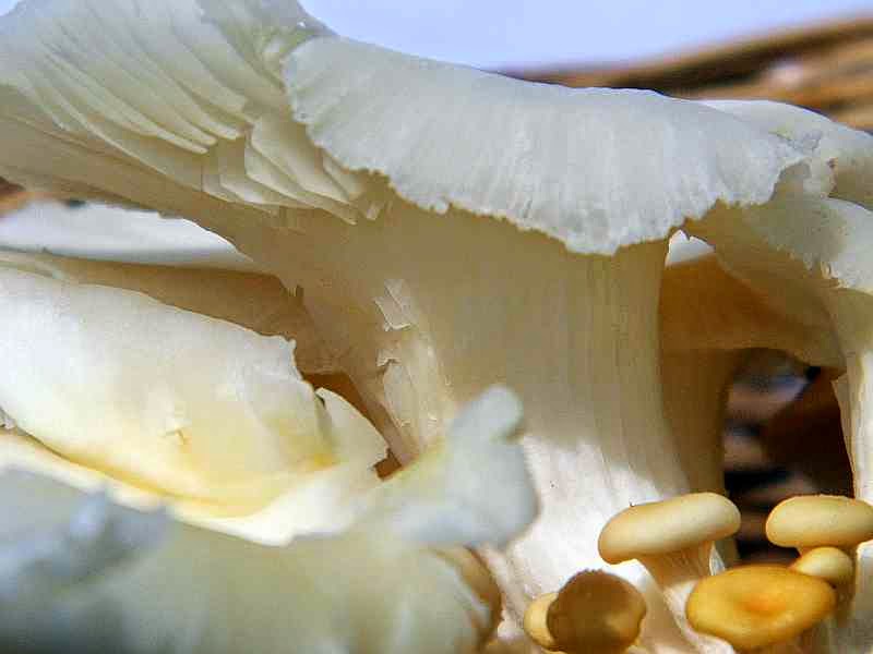 LOS HONGOS EN LA ALIMENTACION Y MEDICINA los hongos en la alimentacion y medicina: