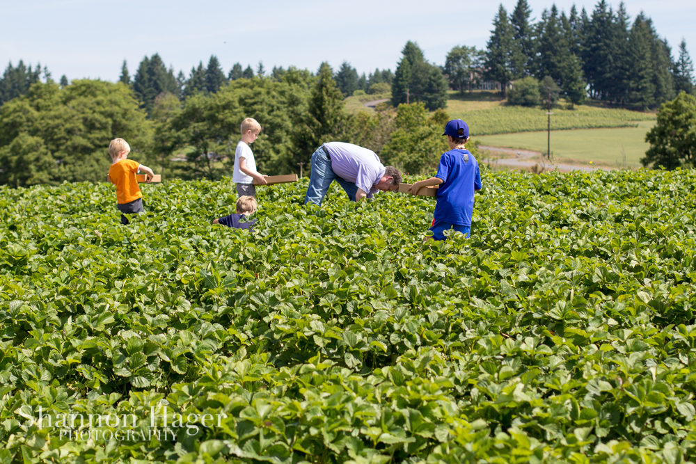 Enjoying Life With 4 Kids Portland June 2013 Strawberry Picking