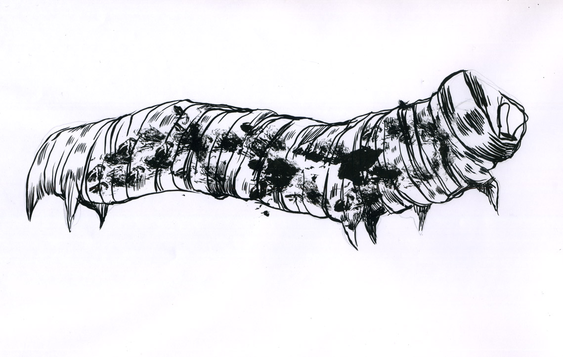 Drawn Caterpillar