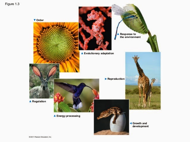 basic unit of life