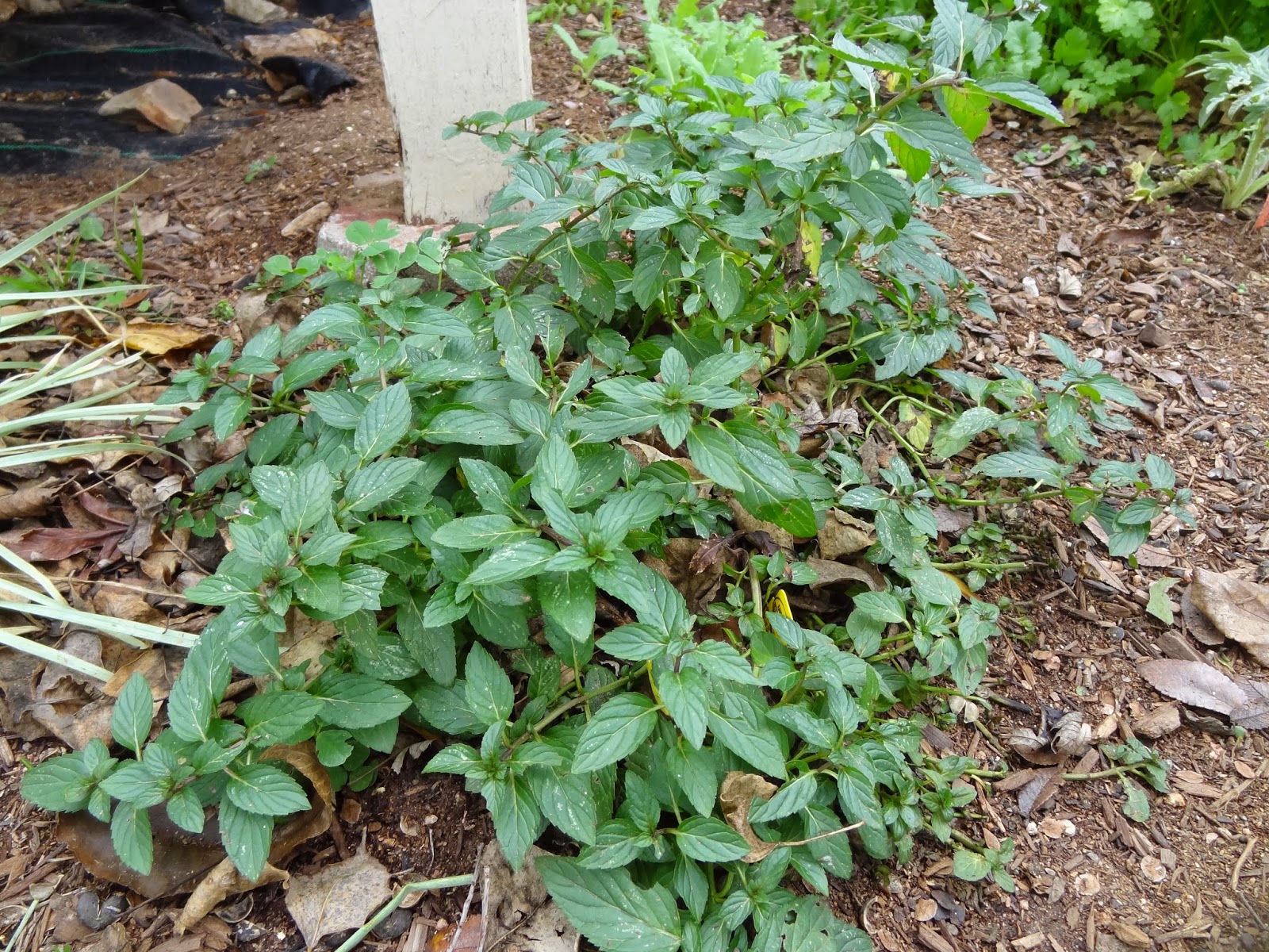 Rebecca's Texas Garden Mint Propagation