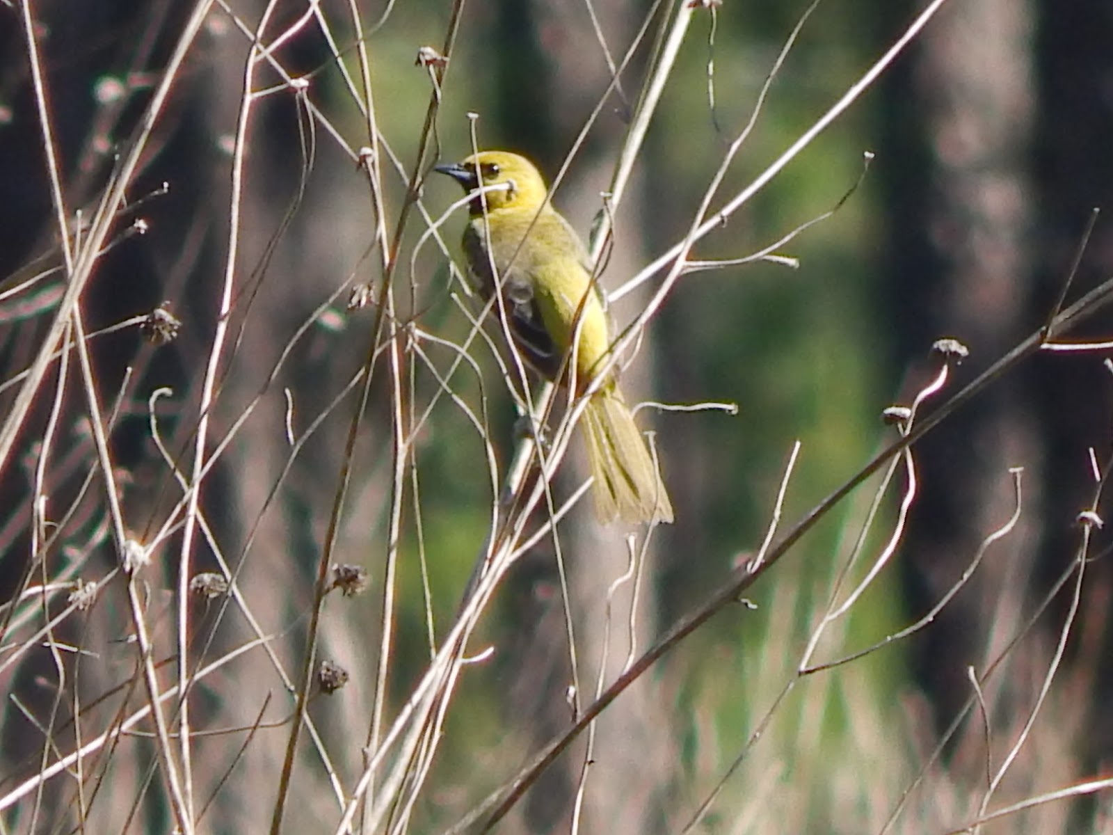 Central Louisiana Birding & Wildlife Catahoula Hummingbird and