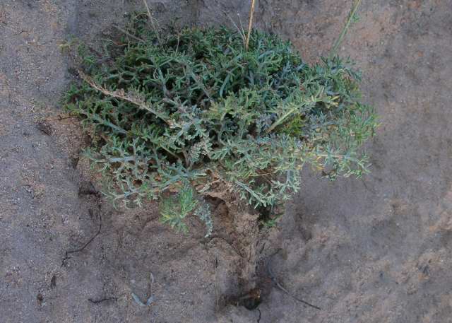 Privet And Confidential Euphorbia Euphoria