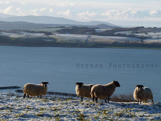 Sheep on the snowy Scottish hills overlook the cold sea and islands of Cumbrae, Mull and Jura in "Firth of Clyde" by Heenan Photography