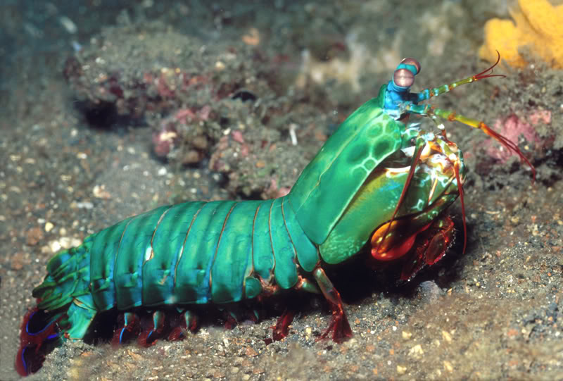 mantis shrimp introspective world