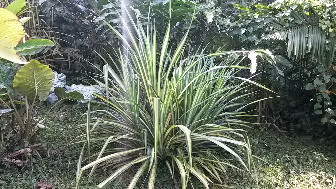 natural Pandanus baptistii, Pandanus sanderi o pandano variegado