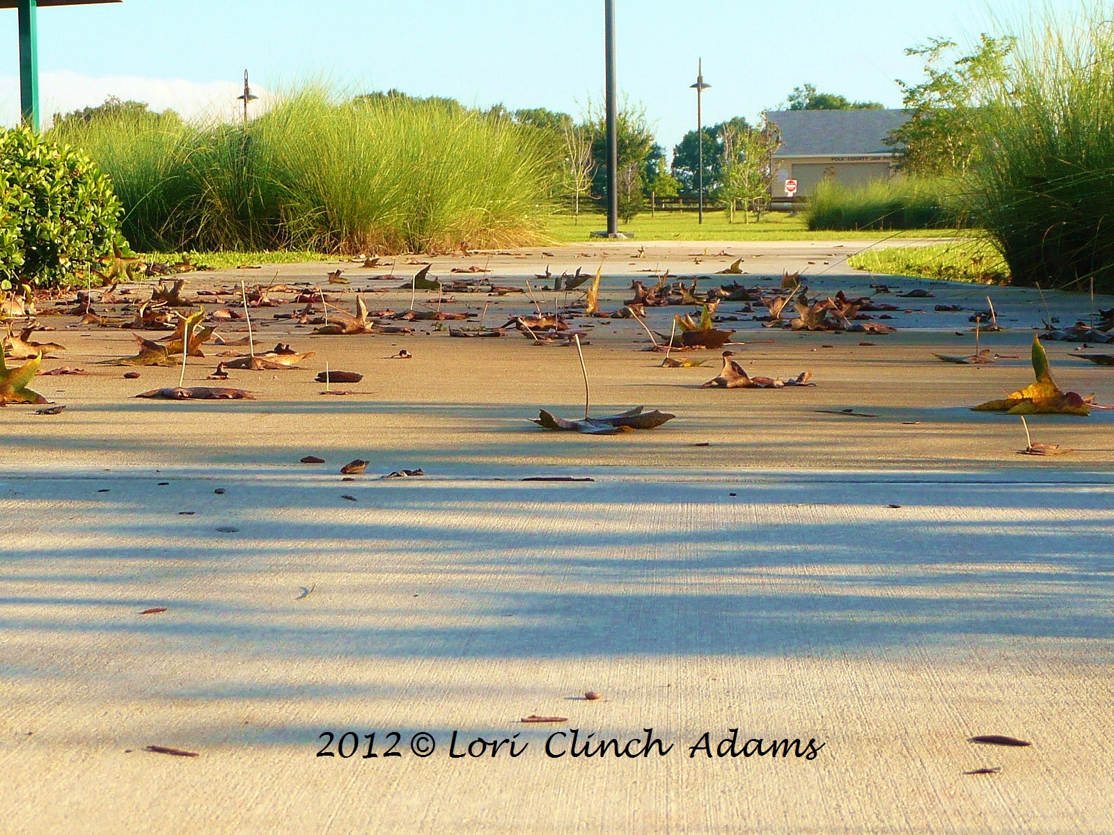 Polk County Florida Parks and Trails A Glimpse of Autumn At Simmers