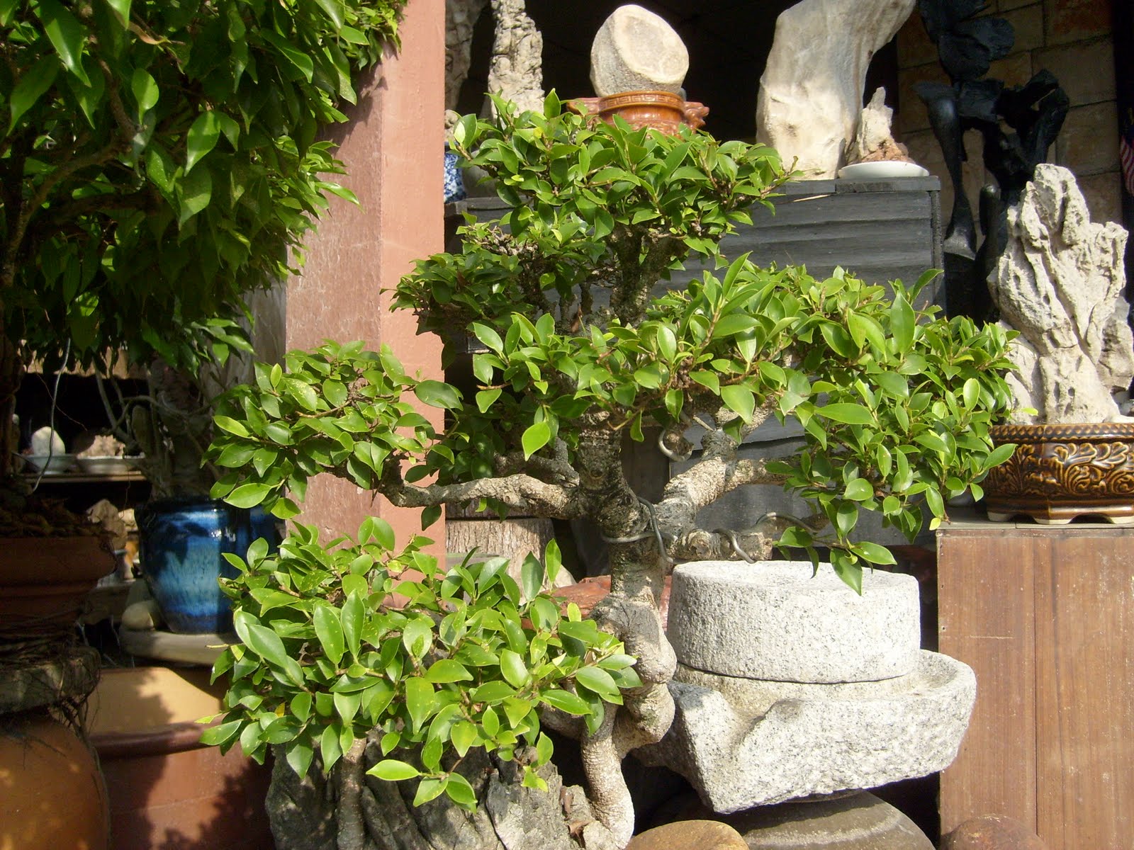Seni Bonsai Satu Malaysia Pokok Bonsai