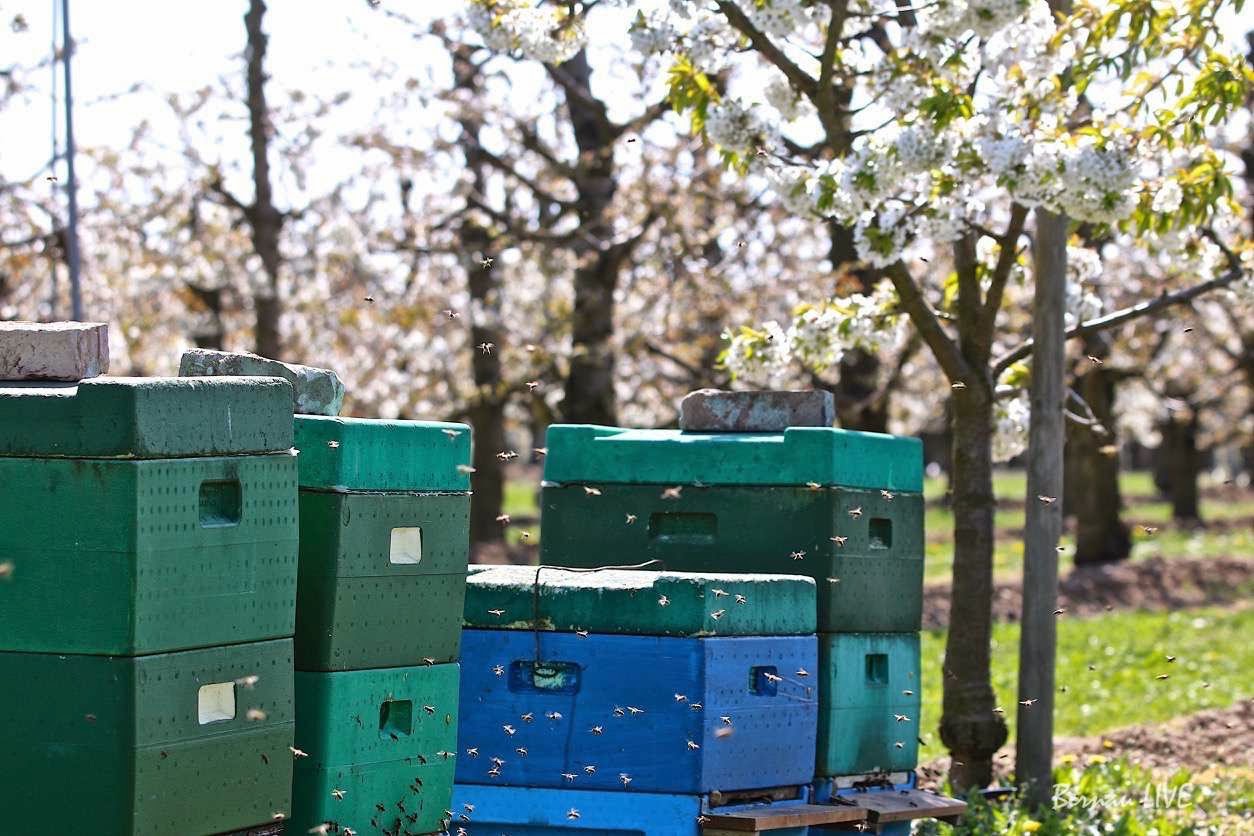 Bernau: Kirschblüten und fleißige Bienen so weit das Auge reicht - 3 Bernau LIVE - Dein Stadtmagazin für Bernau bei Berlin