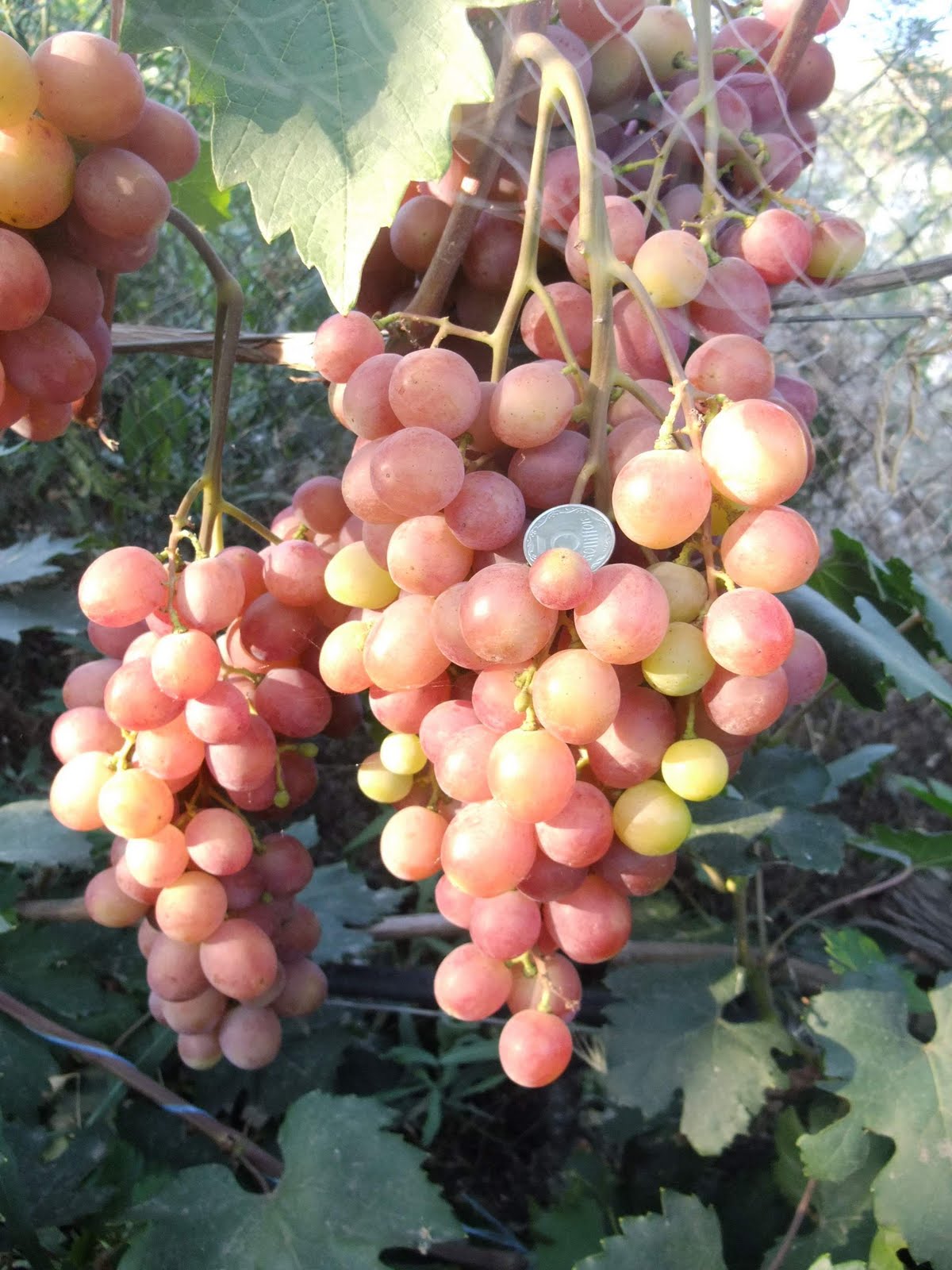 Блог про виноград Киушкина Николая: Лучшие сорта и гф винограда для .