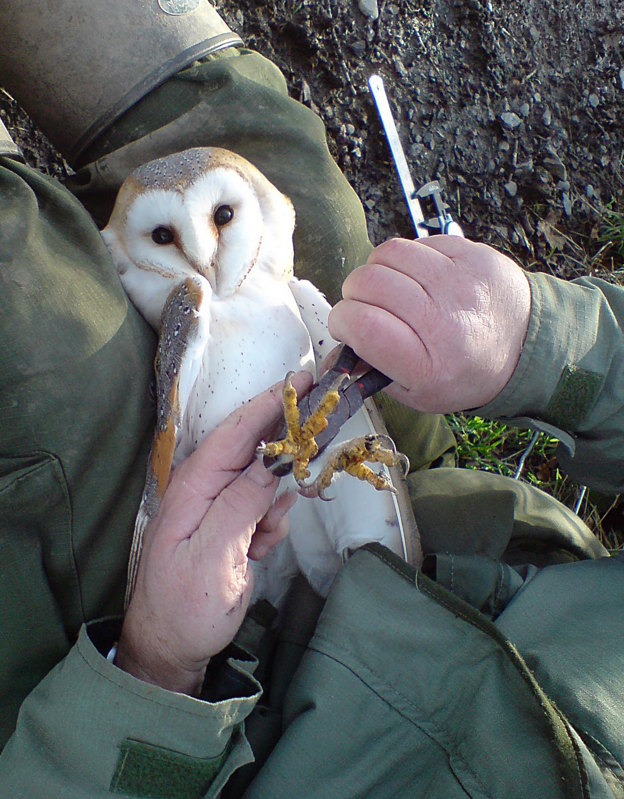 Ruffled Feathers: Things looking up for Montgomeryshire Barn Owls?