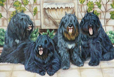 Bouvier des Flandres Dog Picture