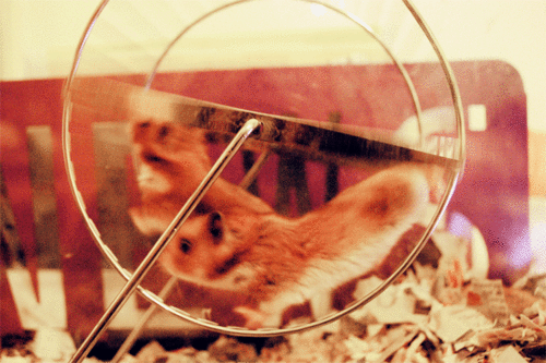 hamsterwheel.gif