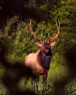 2013 Bull Elk Boxley Valley, Arkansas 2013 Bull Elk Boxley Valley, Arkansas