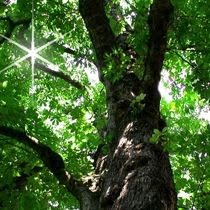 EL ÁRBOL DE ANNE FRANK