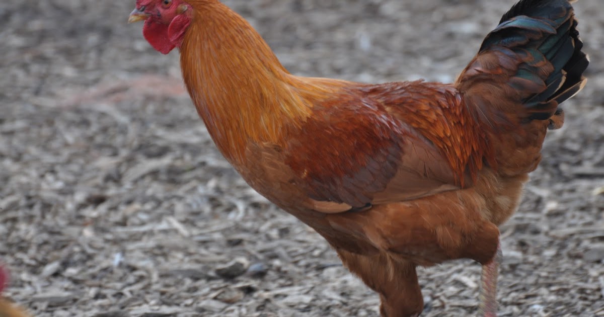 meat How we sell chickens (and why we sell chickens this way)