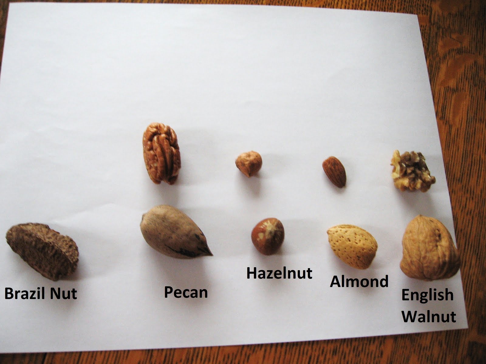 Almost Unschoolers Science Sunday Nuts