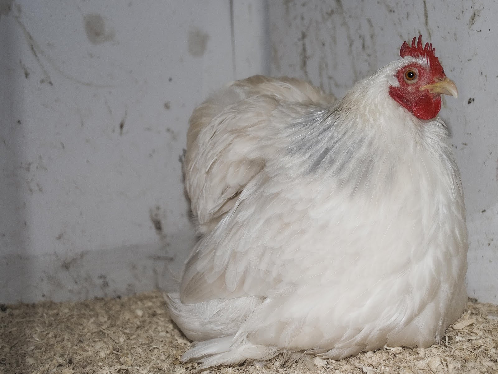 A Photo A Day White Chook