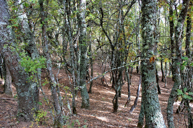 Robledal de La Hiruela