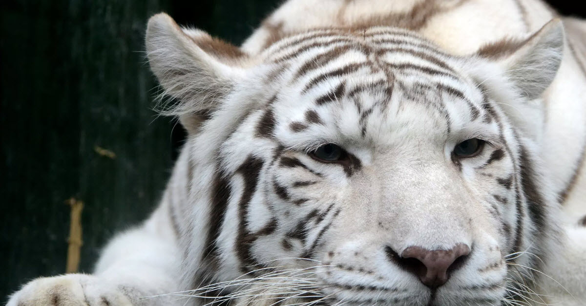 Rare white tiger mauls Japanese zookeeper to death