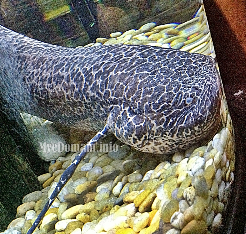 Las Farolas, The FISH World Part 2 MYE DOMAIN