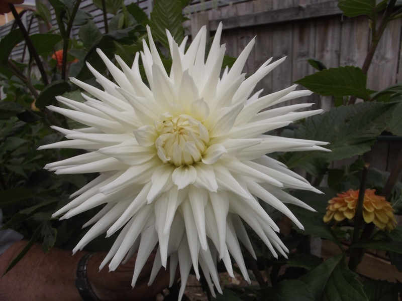 Australian Dahlias and Tubers Cactus Dahlia Images