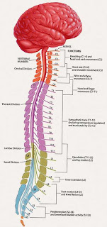 Spinal cord: Spinal Cord