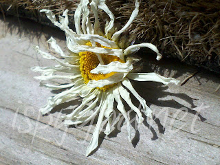 dried daisy