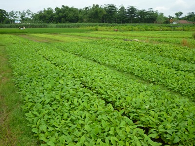 Jual Bibit Jahe Murah Di Sukabumi Tedi