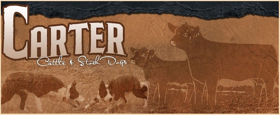                        Carter Cattle