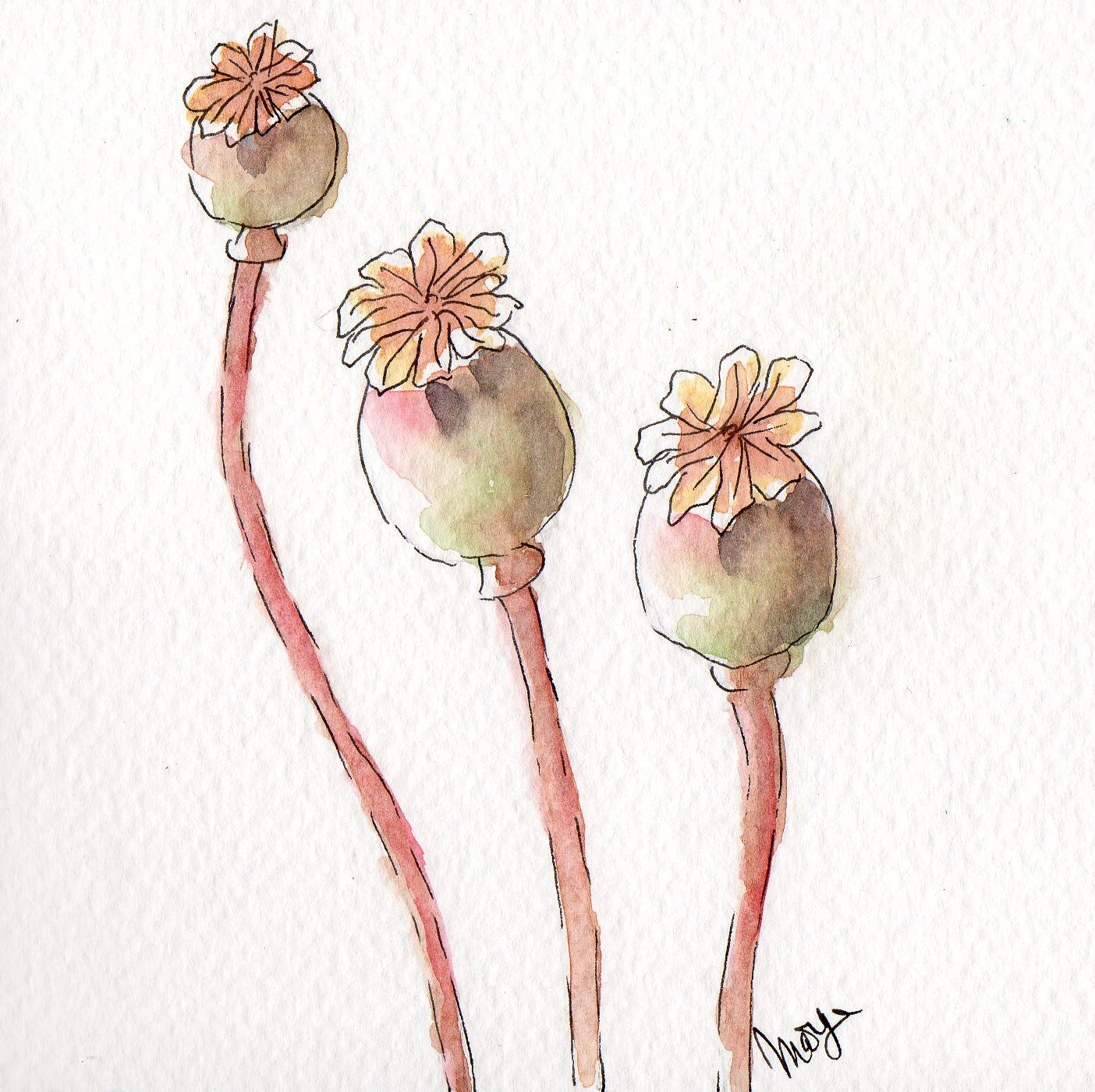 watercoloreveryday poppy seeds heads