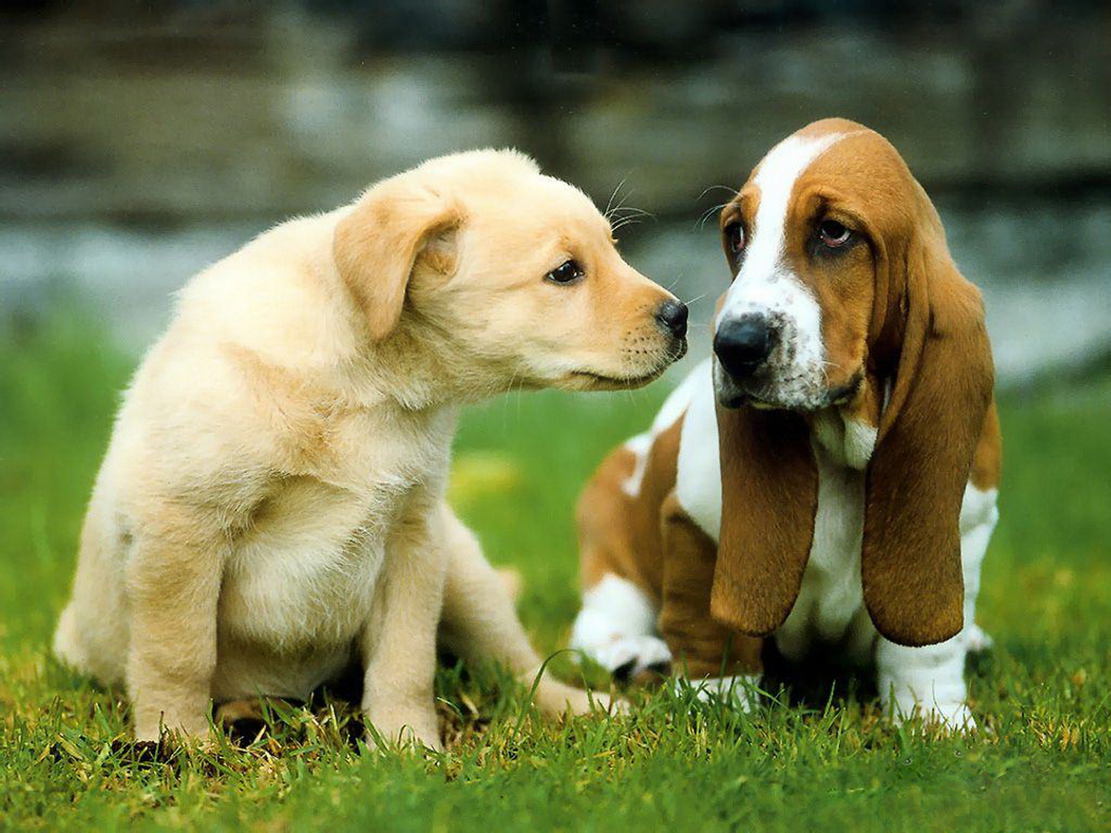 http://2.bp.blogspot.com/-OwBMeuPt-W8/Tyw8shbjUfI/AAAAAAAAA3E/8q25zydmgik/s1600/20-Cute+Dog+1600x1200.jpg