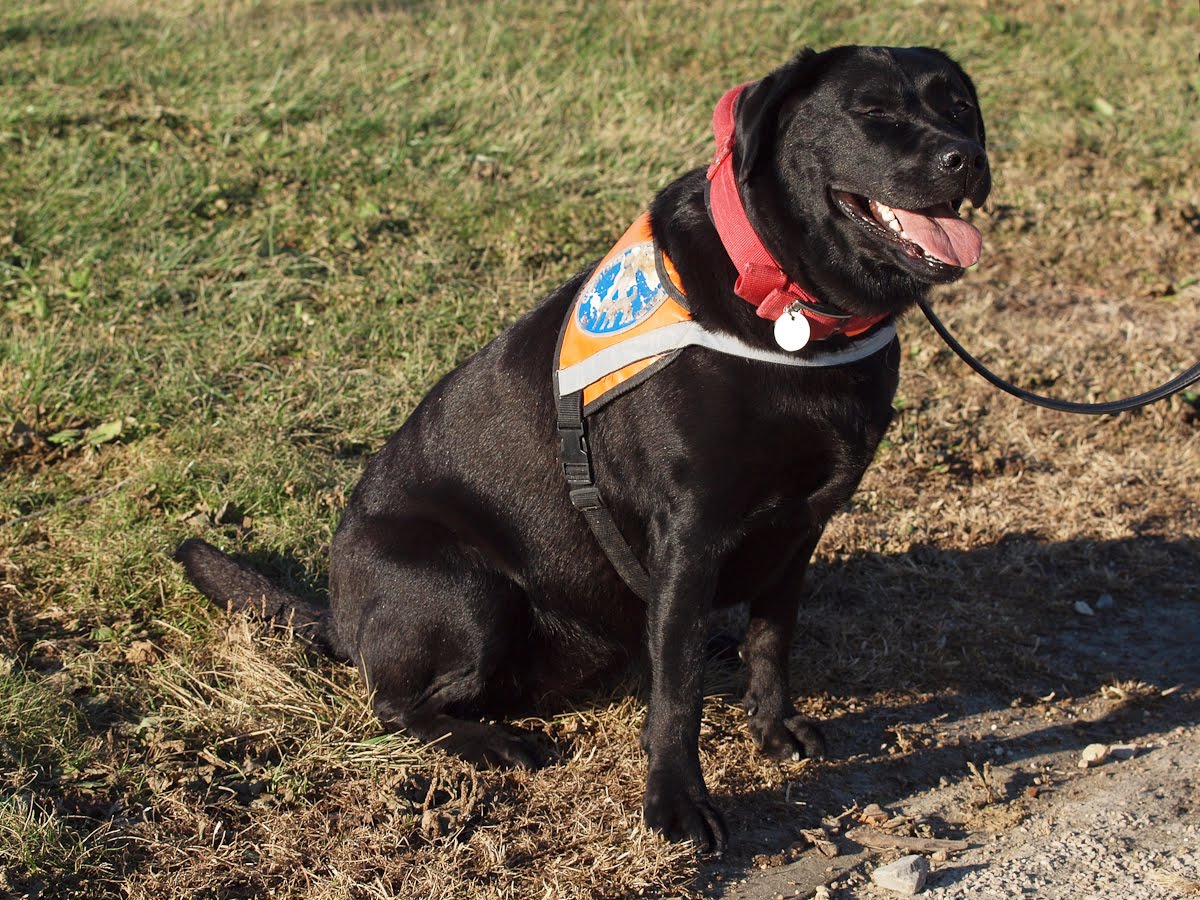 RIVIERA DOGS Creole the Guide Dog