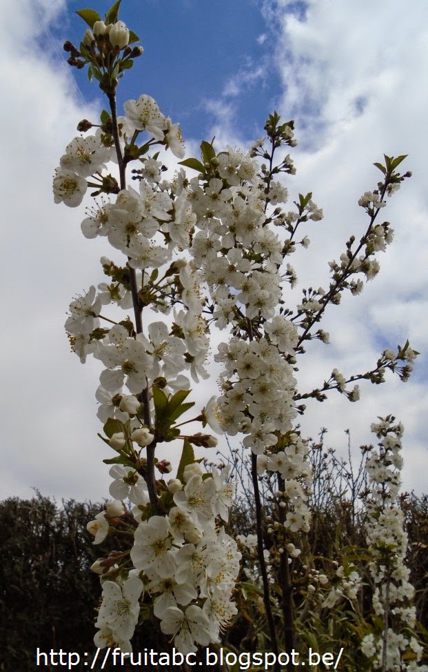 Groenblijvende Sneeuwbal Viburnum Tinus