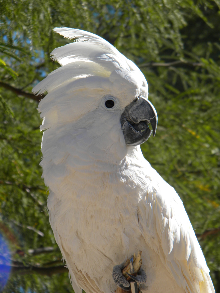 umbrella cockatoo umbrella cockatoo