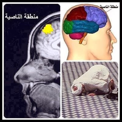 حياتنا الدينية هل تعرف ماهي الناصيه كلا لئن لم ينته لنسفعا بالناصية ناصية كاذبة خاطئة