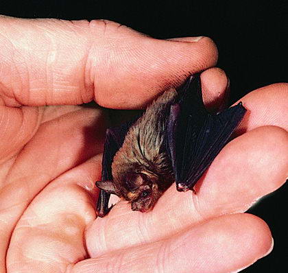 Bumblebee Bat Hewan Yang Paling Sulit Ditemukan Di Bumi