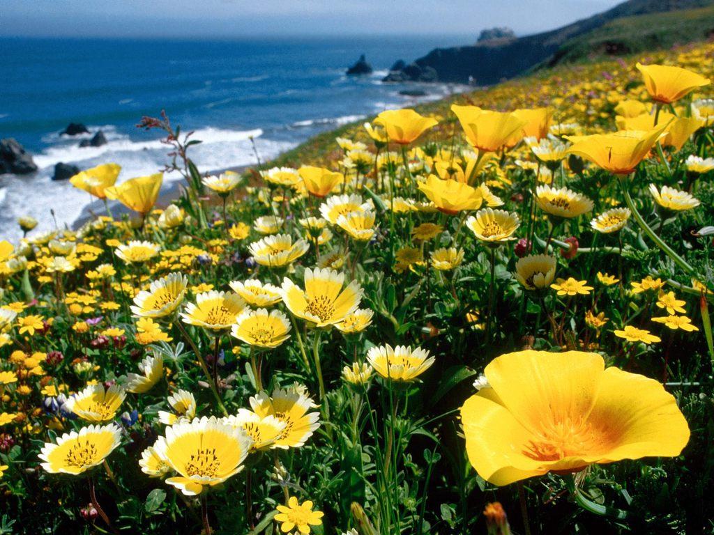 http://2.bp.blogspot.com/-OwgVfeH5AGg/TkNbZJrs8YI/AAAAAAAAraE/_zMcy1GfR8s/s1600/AWESOMEYellow-Poppies-California-Coast.jpg