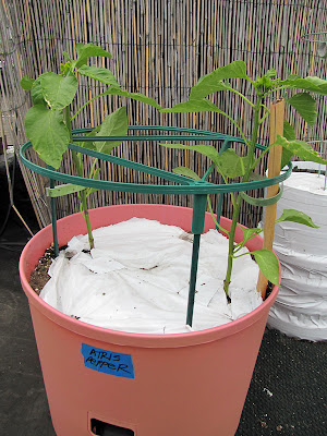 Bucolic Bushwick Rooftop Vegetable Garden Peppers