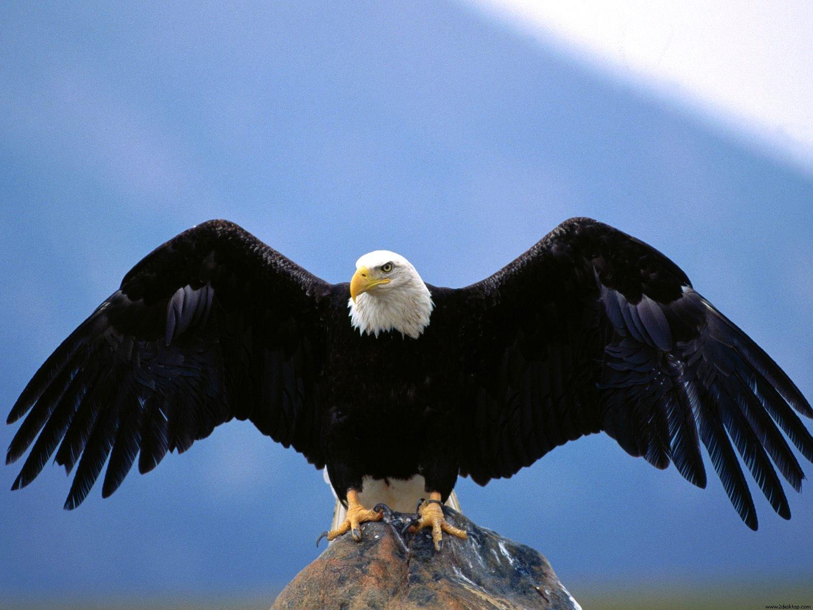 Eagle Birds Wallpapers Entertainment Only